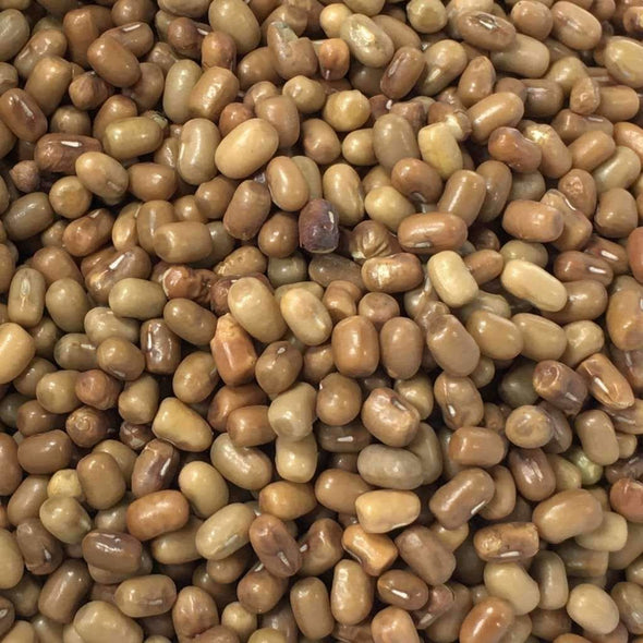 Bean Mothbean - (Vigna Aconitifolia) Seeds