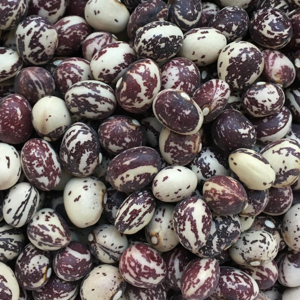 Bean (Pole/dry) Good Mother Stallard - (Phaseolus Vulgaris) Seeds