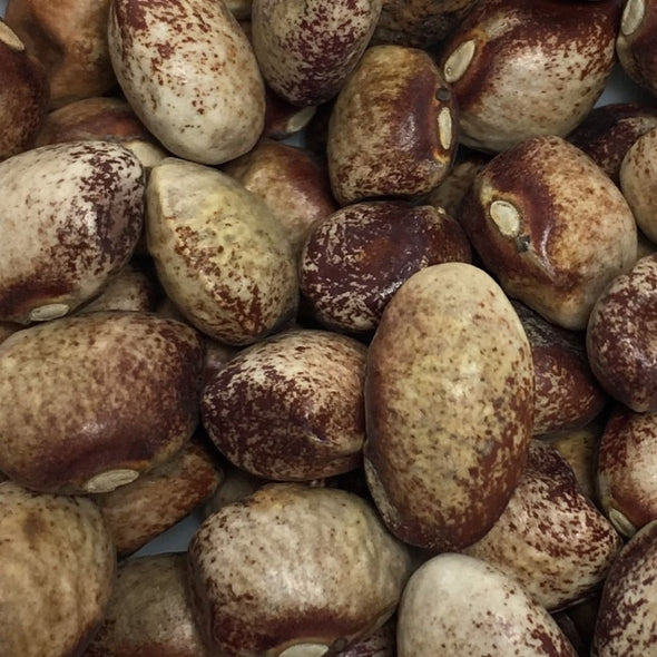 Bean (Pole/dry) Mayflower - (Phaseolus Vulgaris) Seeds