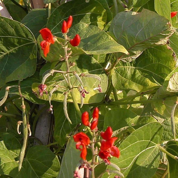 Bean (Pole/dry) Scarlet Runner - (Phaseolus Coccineus) Seeds