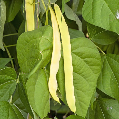 Bean (Pole/dry/snap) Gold Of Bacau Wax - (Phaseolus Vulgaris) Seeds