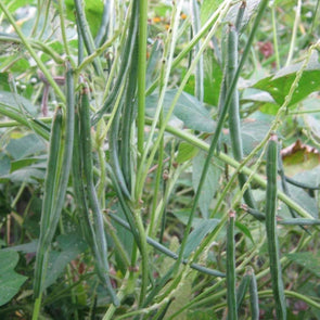 Bean (Ricebean) White - (Vigna Umbellata) Seeds