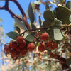 Bearberry Sticky Manzanita - (Arctostaphylos Viscida) Seeds
