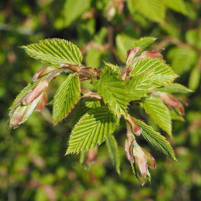 Beech Copper - (Fagus Sylvatica Purpurea) Seeds