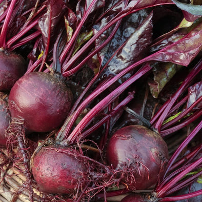 Beet Bulls Blood - (Beta Vulgaris Craca) Seeds