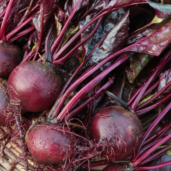 Beet Bulls Blood - (Beta Vulgaris Craca) Seeds