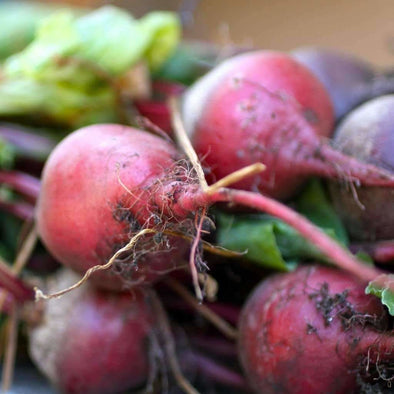 Beet Early Wonder - (Beta Vulgaris Craca) Seeds