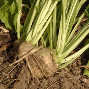 Beet Sugar - (Beta Vulgaris Altissima) Seeds