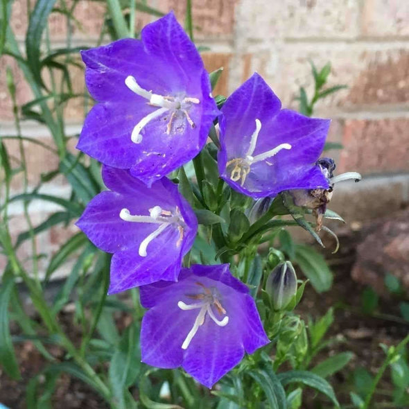 Bellflower Peach-Leaved - (Campanula Persicifolia) Seeds