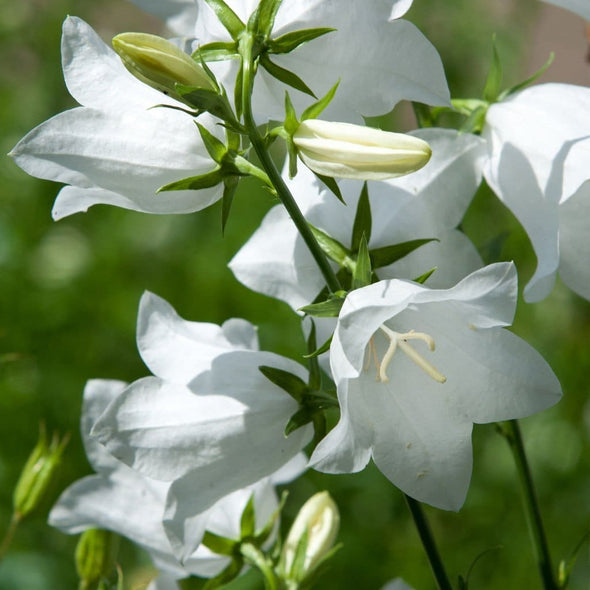 Bellflower Peach-Leaved (White) - (Campanula Persicifolia) Seeds