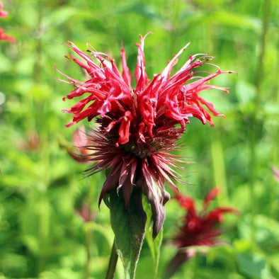 Bergamot Scarlet - (Monarda Didyma) Seeds