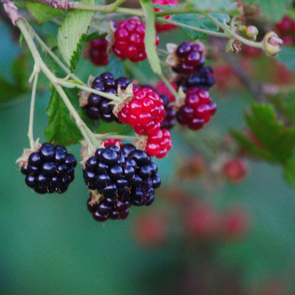 Blackberry Allegheny - (Rubus Allegheniensis) Seeds