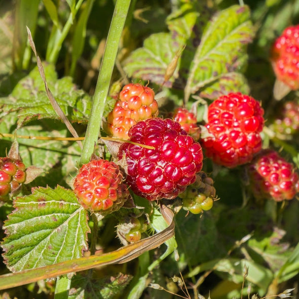 Blackberry Trailing - (Rubus Ursinus) Seeds