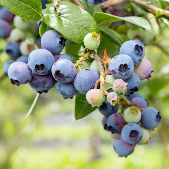Blueberry Northern Highbush Mix - (Vaccinium Corymbosum) Seeds