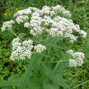 Boneset - (Eupatorium Perfoliatum) Seeds