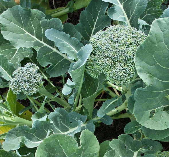 Broccoli De Cicco - (Brassica Oleracea Italica) Seeds
