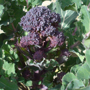 Broccoli Early Purple Sprouting - (Brassica Oleracea Italica) Seeds