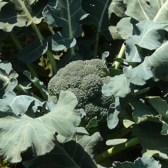 Broccoli Green Sprouting Calabrese - (Brassica Oleracea Italica) Seeds