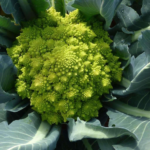 Broccoli Romanesco - (Brassica Oleracea Italica) Seeds