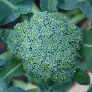 Broccoli - Waltham 29- (Brassica Oleracea Italica) Seeds