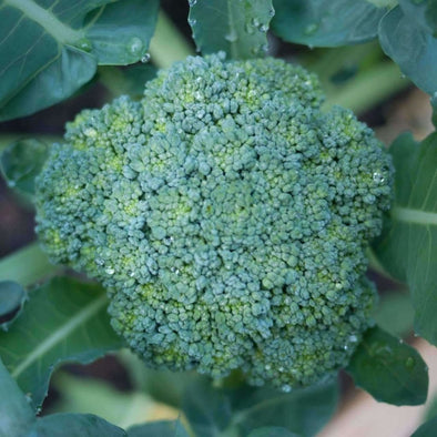 Broccoli - Waltham 29- (Brassica Oleracea Italica) Seeds