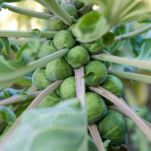 Brussel Sprouts Catskill - (Brassica Oleracea Gemmifera) Seeds