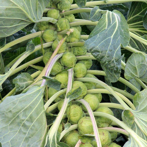 Brussels Sprouts Roodnerf - (Brassica Oleracea Gemmifera) Seeds