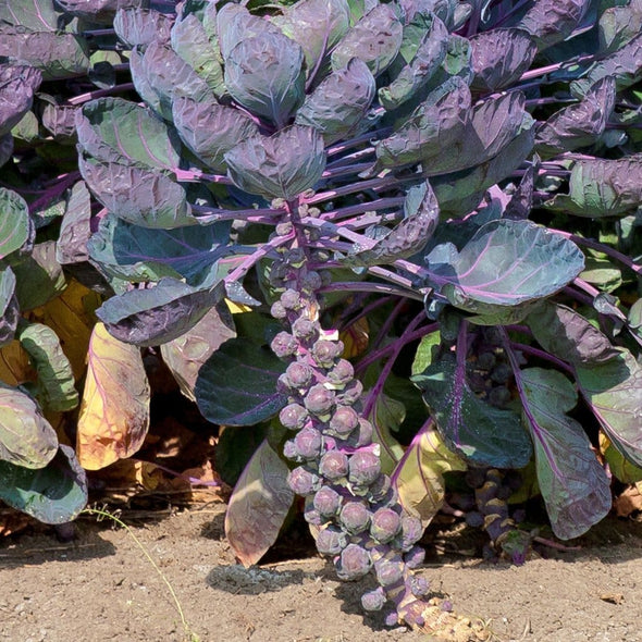 Brussels Sprouts Rubine - (Brassica Oleracea Gemmifera) Seeds