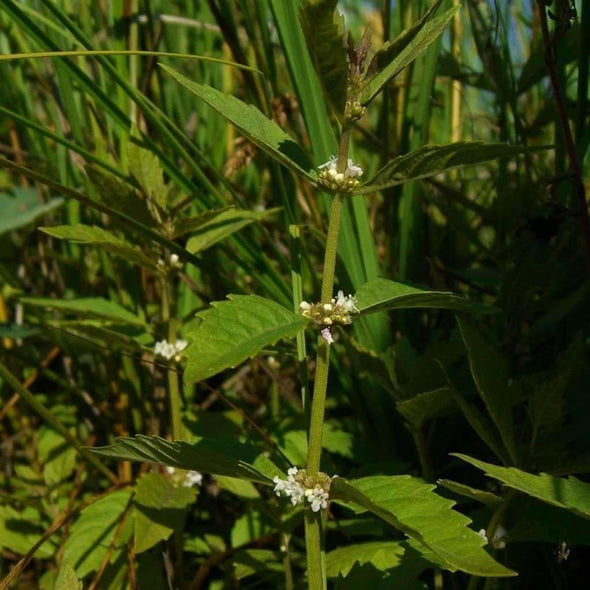 Bugleweed American - (Lycopus Americanus) Seeds