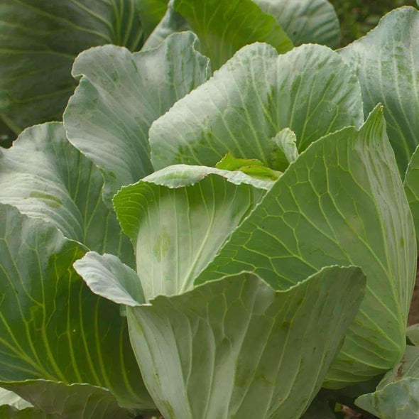 Cabbage Brunswick - (Brassica Oleracea Capitata) Seeds