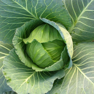 Cabbage Copenhagen Market Early - (Brassica Oleracea Capitata) Seeds