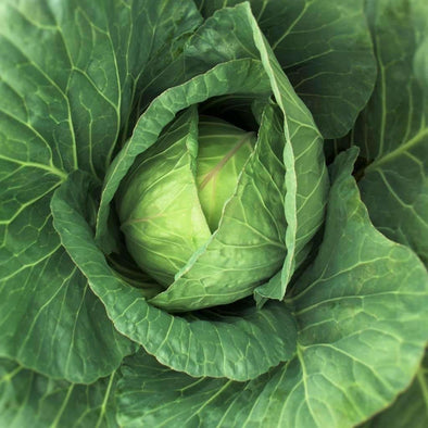 Cabbage Danish Ballhead - (Brassica Oleracea Capitata) Seeds