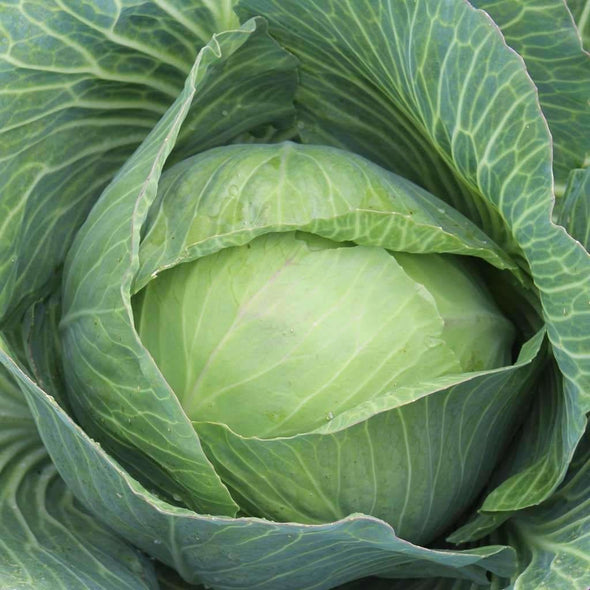 Cabbage Golden Acre - (Brassica Oleracea Capitata) Seeds