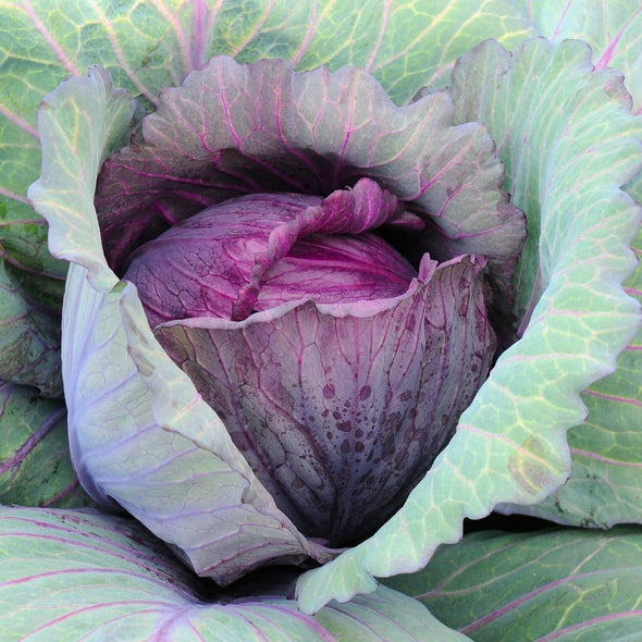 Cabbage Red Acre - (Brassica Oleracea Capitata) Seeds