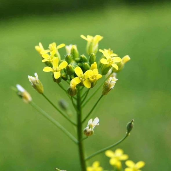 Camelina - (Camelina Sativa) Seeds