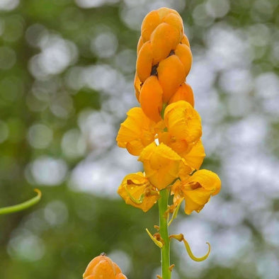 Candlebush - (Senna Alata) Seeds