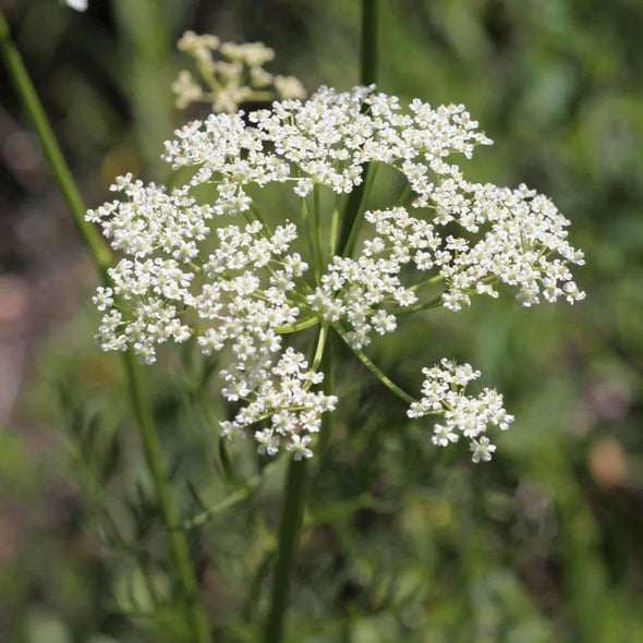 Caraway - (Carum Carvi) Seeds