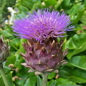 Cardoon Porto Spineless - (Cynara Cardunculus) Seeds