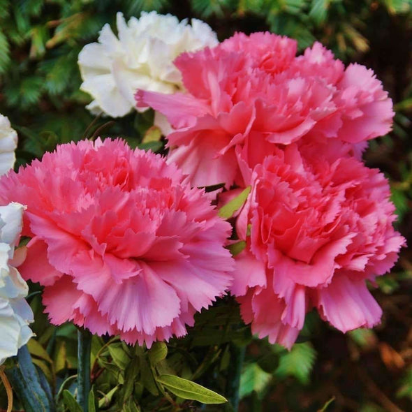 Carnation Mix - (Dianthus Caryophyllus) Seeds