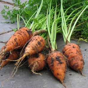 Carrot Chantenay Red Cored - (Daucus Carota Sativus) Seeds