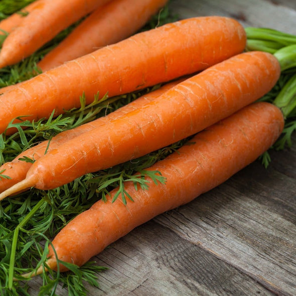 Carrot Little Fingers - (Daucus Carota Sativus) Seeds