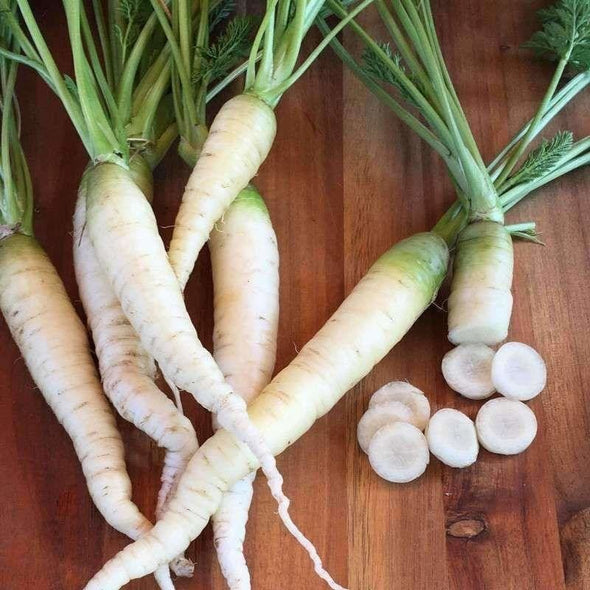 Carrot Lunar White - (Daucus Carota Sativus) Seeds