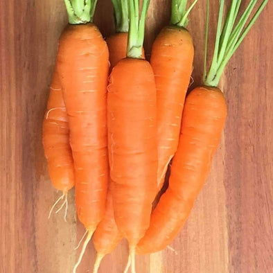 Carrot Scarlet Nantes - (Daucus Carota Sativus) Seeds