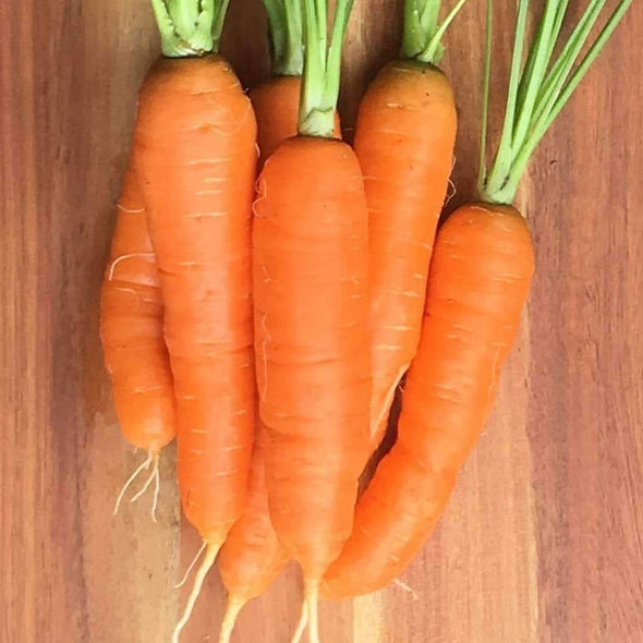Carrot Scarlet Nantes - (Daucus Carota Sativus) Seeds