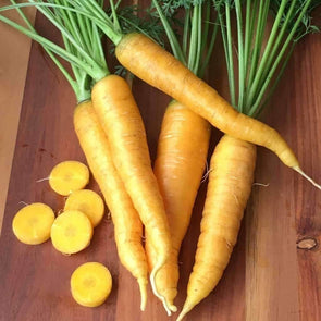 Carrot Solar Yellow - (Daucus Carota Sativus) Seeds