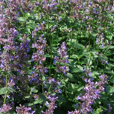 Catmint Blue - (Nepeta Mussinii) Seeds