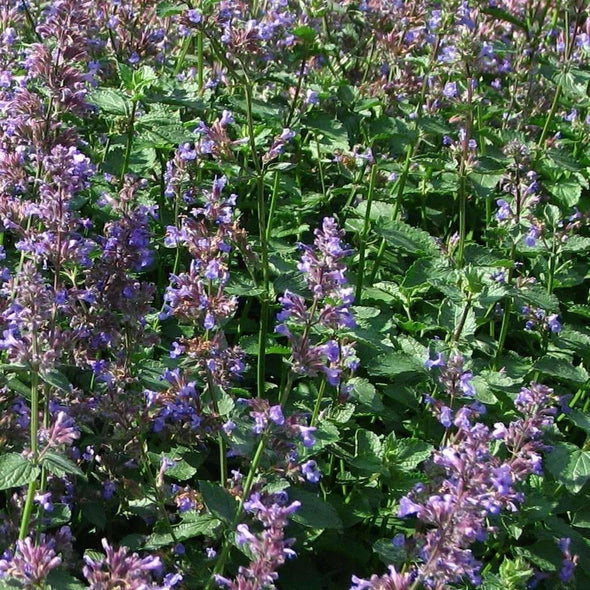 Catmint Blue - (Nepeta Mussinii) Seeds