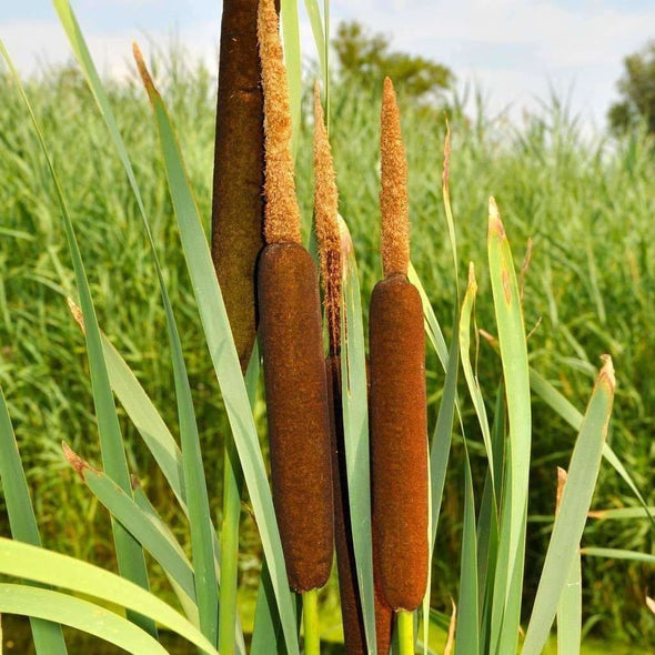 Cattail - (Typha Latifolia) Seeds