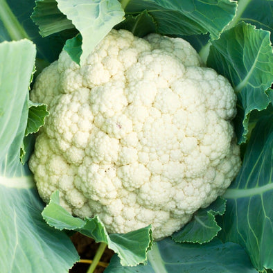 Cauliflower Amazing - (Brassica Oleracea Botrytis) Seeds