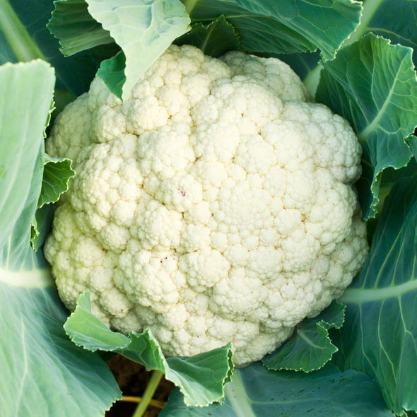 Cauliflower Amazing - (Brassica Oleracea Botrytis) Seeds